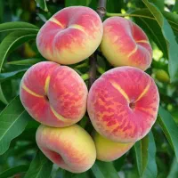 نهالی که حتی تازه‌کارها هم می‌توانند پرورش دهند