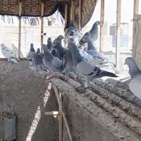 کبوتر پلاکی،بهبهانی