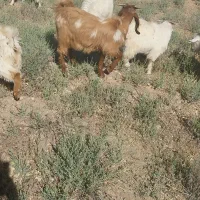 ۱۰ عدد کهره نر در ساردو