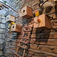 فروش ۵ جفت طوطی برزیلی