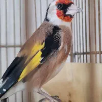 سهره نر