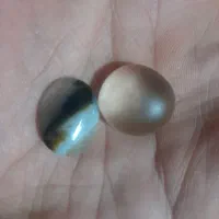 دوعدد سنگ انگشتر