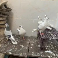 کفتر ساده سبز و طوقی