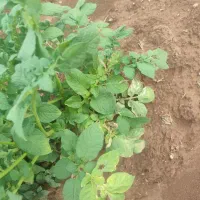 نیازمند ابیار بارانی