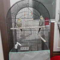 عروس هلندی|پرنده|قزوین, |دیوار