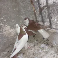 کفتر ساده
