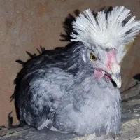 جوجه پنج ماهه نژاد دار