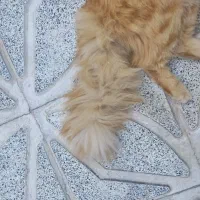 واگذاری گربه میکس پرشین اسکاتیش|گربه|تبریز, |دیوار