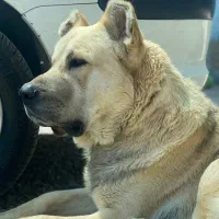 کارگر دائمی با جای خواب پانسیون سک