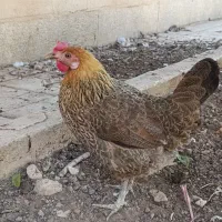 مرغ محلی تخم گذار ،حنایی