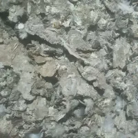 کود کبوتر