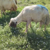 ۳راس ورن سنجابی اصیل چهار ورک داشتی