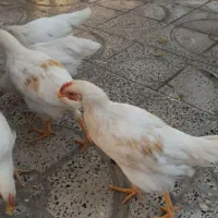مرغ و خروس