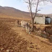 الاغ|حیوانات مزرعه|بیجار, |دیوار