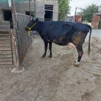 یک راس گاو برانس زایید