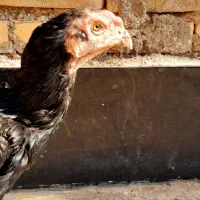 مرغ لاری شامو