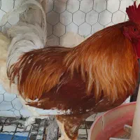 خروس و مرغ محلی