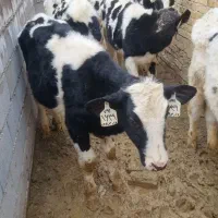 گوساله  نر  ۶تا فروشی هلشتاین اصل