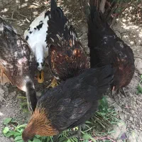 مرغ وخروس