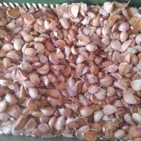 سیر حبه شده از بذر خودمون اضافه مونده حدود ۲۵ کیلو|خوردنی و آشامیدنی|پارس‌آباد, |دیوار
