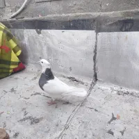 کبوتر طوقی|پرنده|سنندج, |دیوار