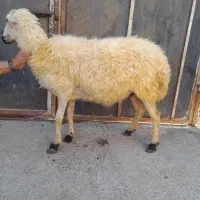 بزها سالم وسرحال|حیوانات مزرعه|میناب, |دیوار