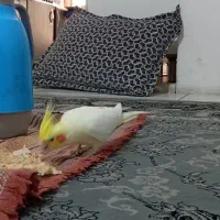 عروس‌هلندی