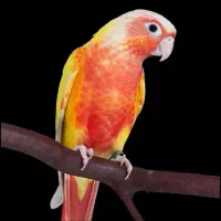 گرینچیک دنیا گرینچیک سرلاکی و نرم خور
