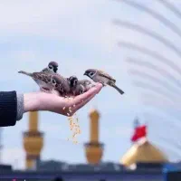 بدون نگران از هزینه ها/(مشهد با بهترین امکانات|تور و چارتر|اصفهان, نقش جهان|دیوار