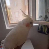 عروس هلندی|پرنده|دلیجان, |دیوار