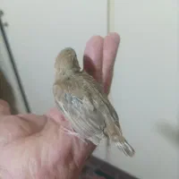 برزیلی جوجه قناری