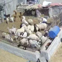 فروش گوسفند میش و بره و قوچ