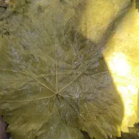 برگ مو * برگ انگور* دلمه|خوردنی و آشامیدنی|هشتگرد, شهرک ولیعصر (مصلی)|دیوار