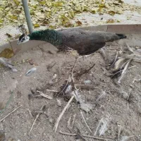 3عدد طاووس از لانه اش فرار کرده|حیوانات|مراغه, |دیوار