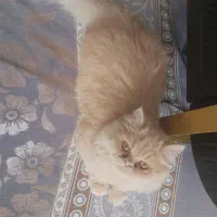 گربه خونگی|گربه|اردبیل, |دیوار