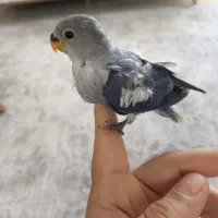 جوجه کوتوله دستی طوطی برزیلی