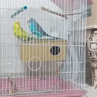 فروش مرغ عشق جفت