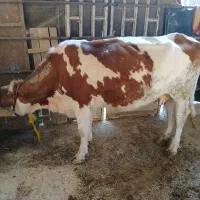 گاو|حیوانات مزرعه|کرخه, |دیوار