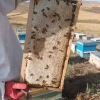 *عسل ممتاز گول چیچک *