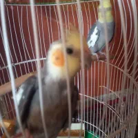 حیوانات گمشده