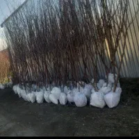 نهال چن ساله درجه یک