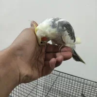 عروس هلندی دستی