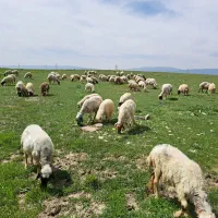 ۴۰ راس میش داشتی