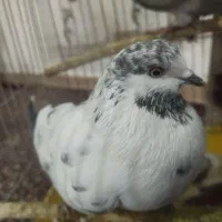 یک جفت کبوتر