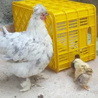 مرغ و خروس
