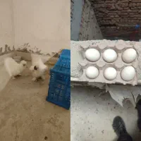تخم مرغ ابریشمی نژاد کوپال