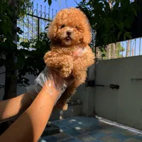 توله های جذاب پودل|سگ|تهران, درکه|دیوار