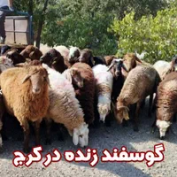 گوسفند زنده حاج بابا|حیوانات مزرعه|کرج, مصباح|دیوار