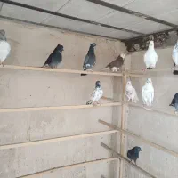 کفتر