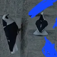 کبوتر دوکت